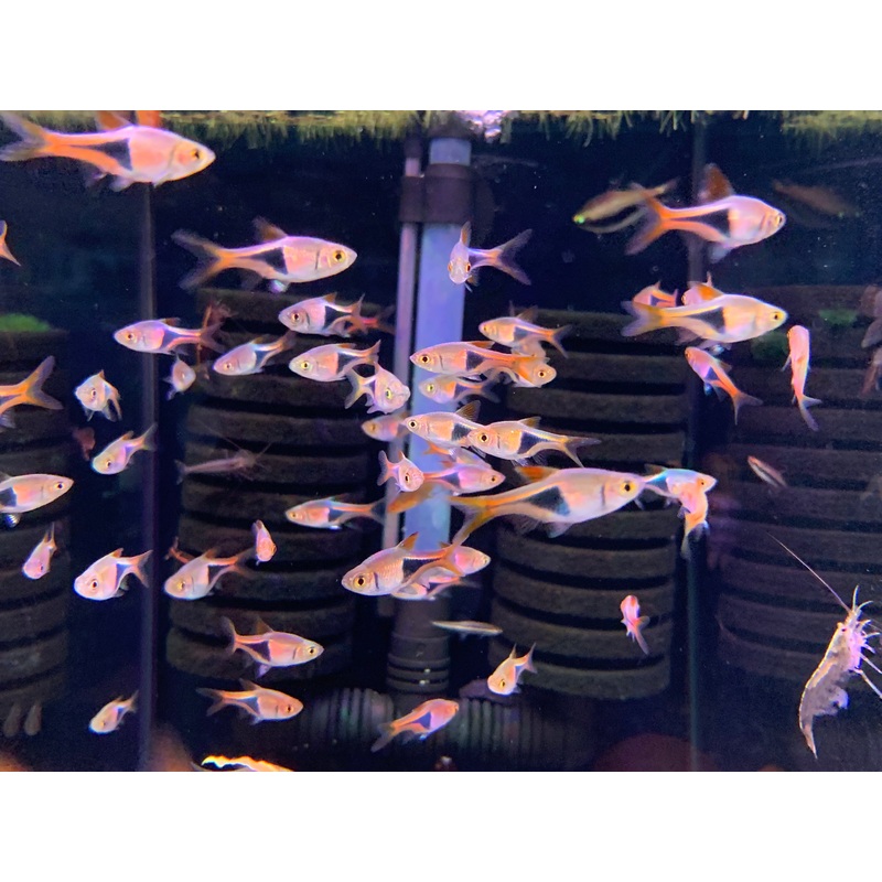 Harlequin Rasbora