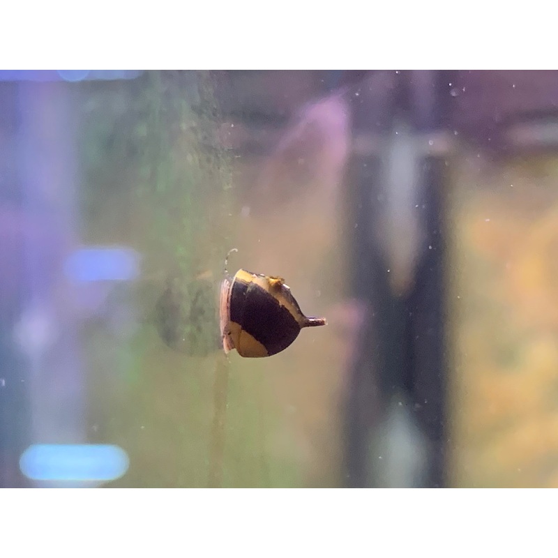Horn Snail