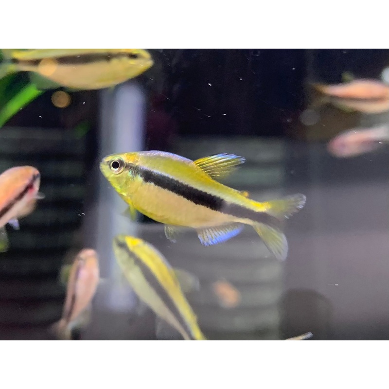 Hyphessobrycon cyanotaenia