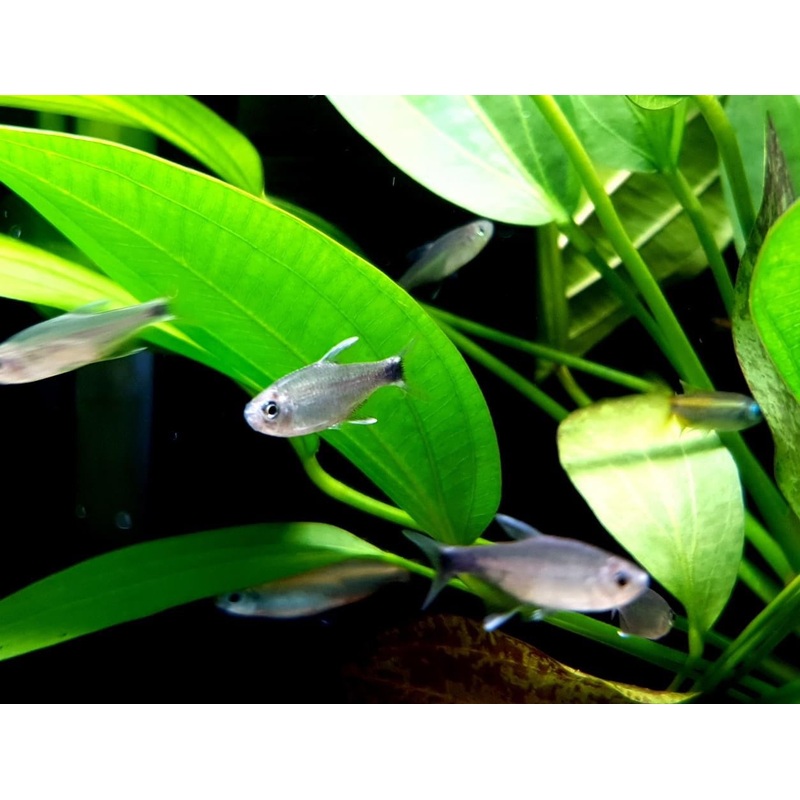 Hyphessobrycon negodagua