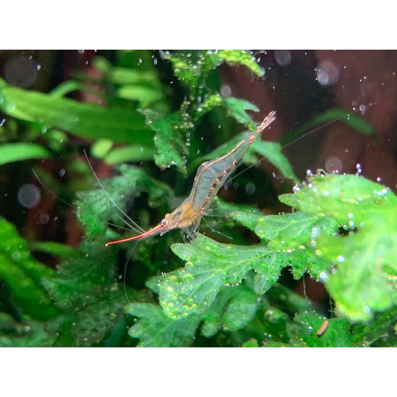 Indian Red Nose Shrimp