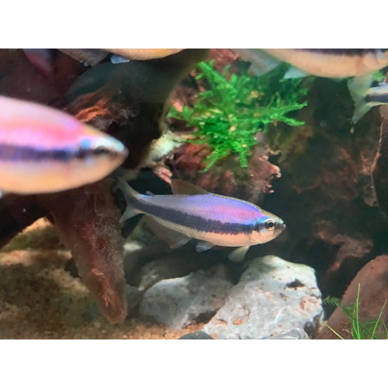Kerri Tetra