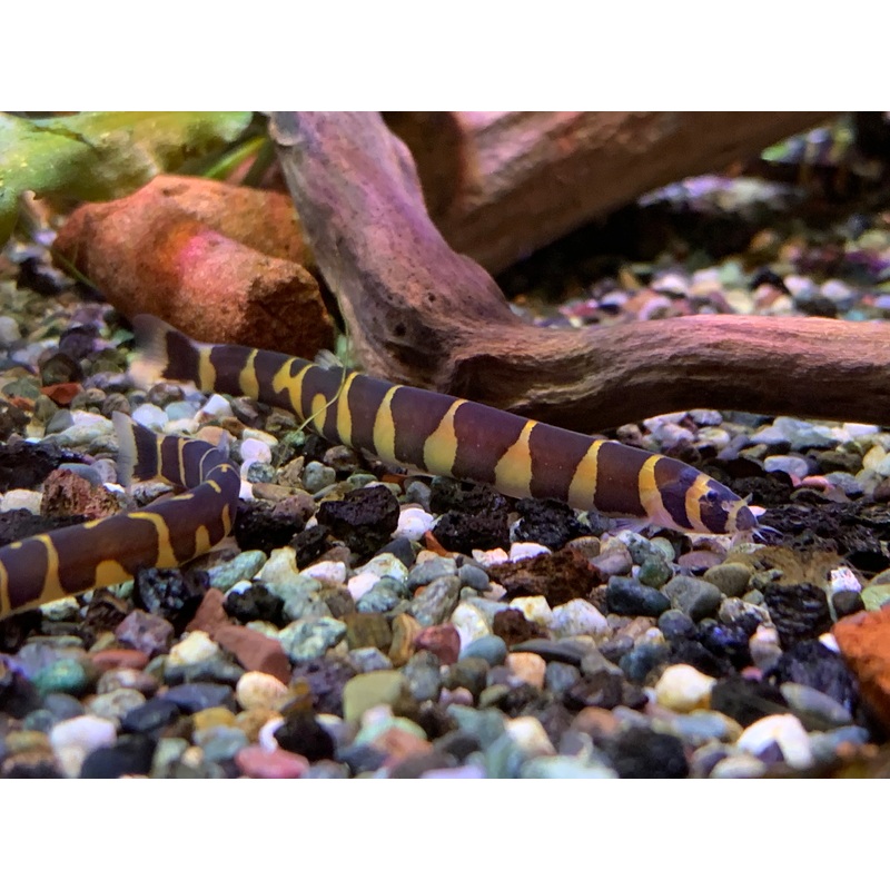 Kuhli Loach