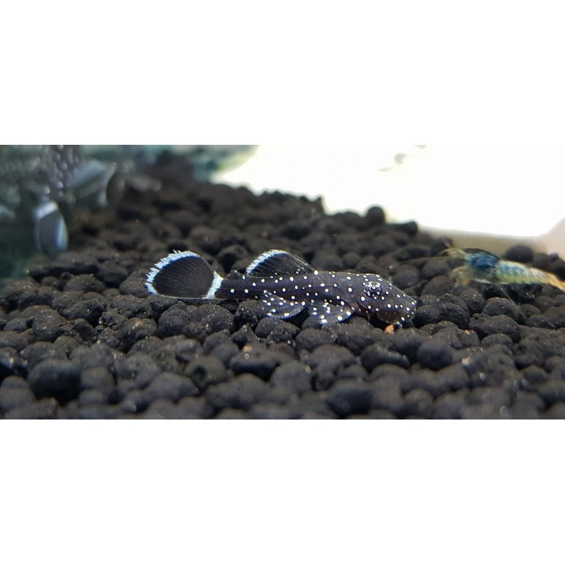 L183 Starlight Pleco