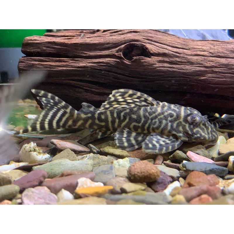 L333 King Tiger Pleco