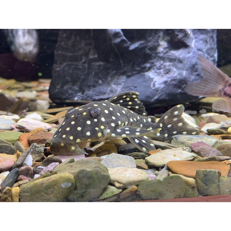 LDA 33 Snowball Pleco
