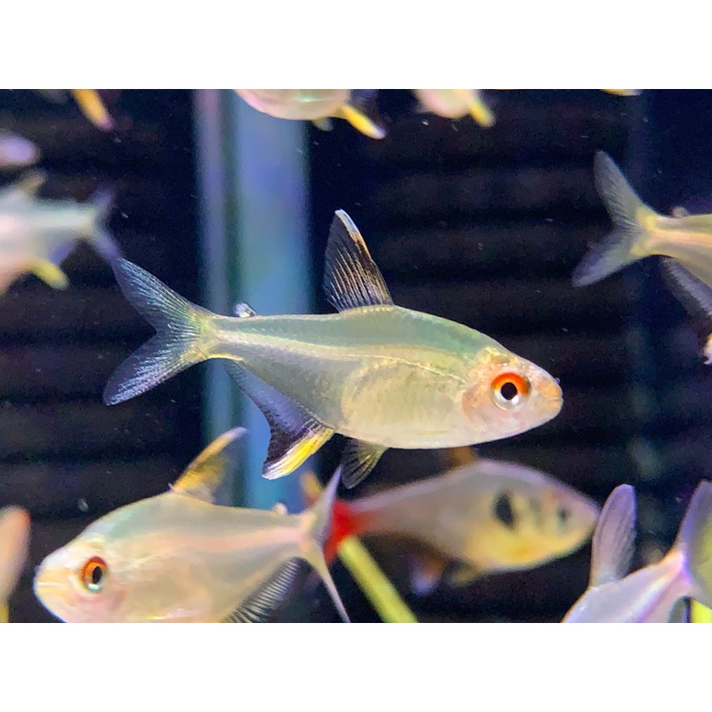 Lemon Tetra