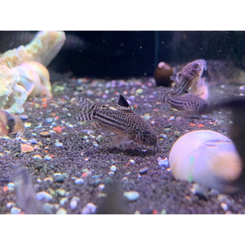 Leopard Cory