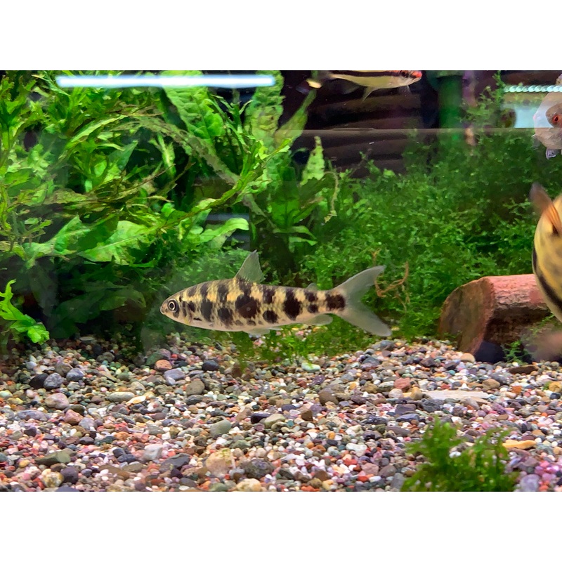 Leporinus sp