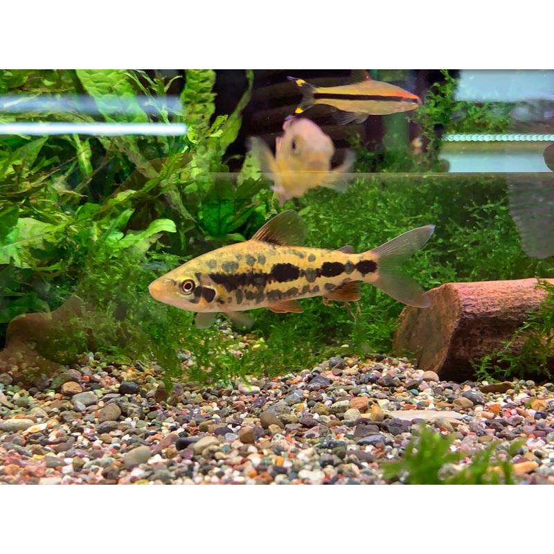 Leporinus sp Strawberry