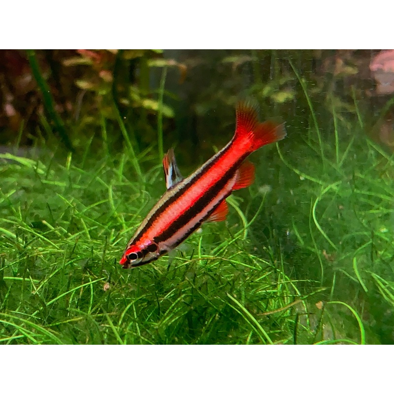 Nannostomus Mortenthaleri Coral red Pencil
