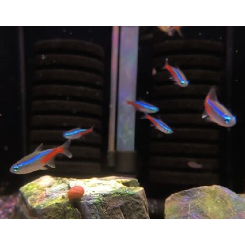 Neon Tetra