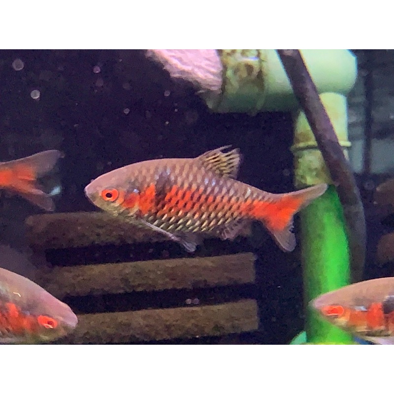 Odessa Barb