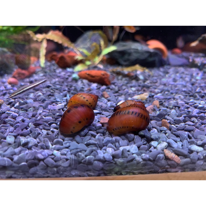 Onion Snail