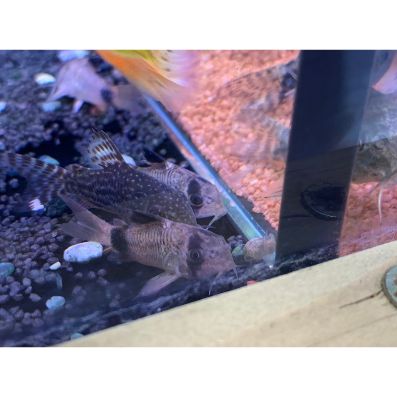 Panda Cory