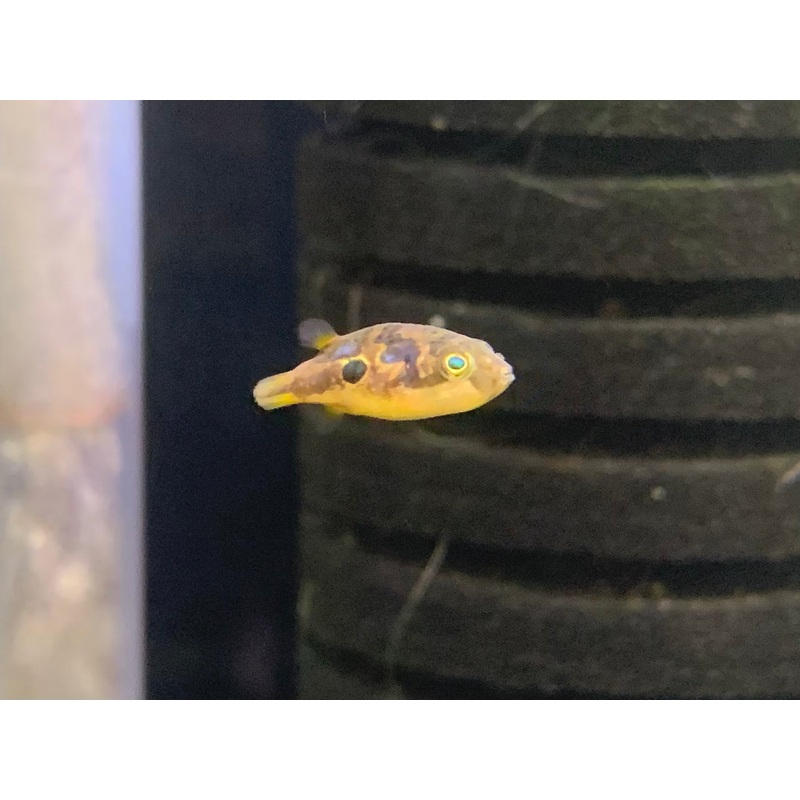 Pea Puffer