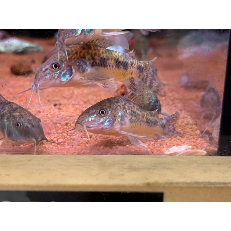 Pepper Cory