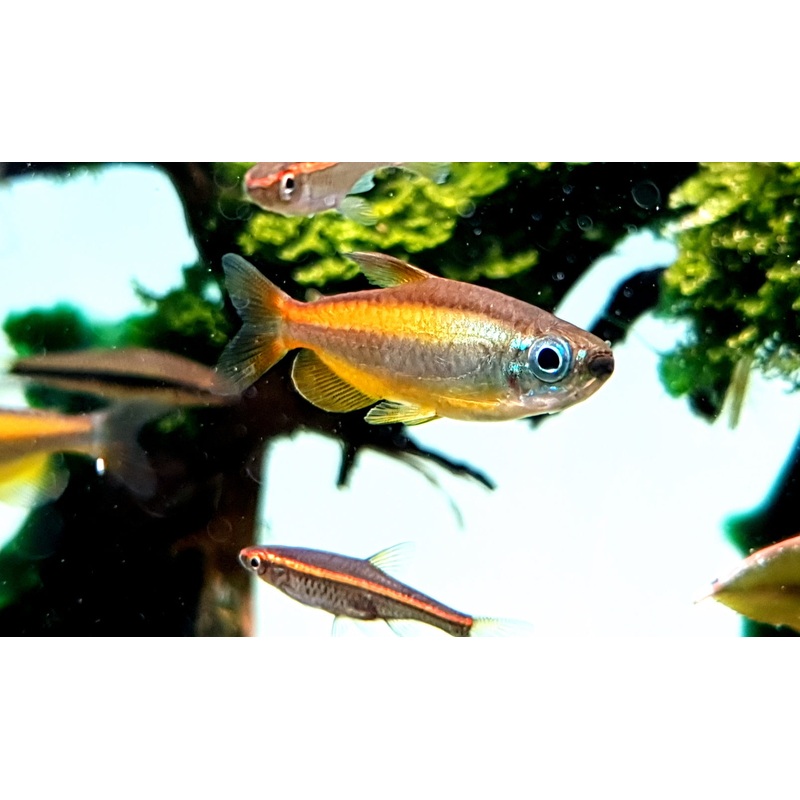 phenacogrammus aurantiacus (Blue eyed Congo Tetra)