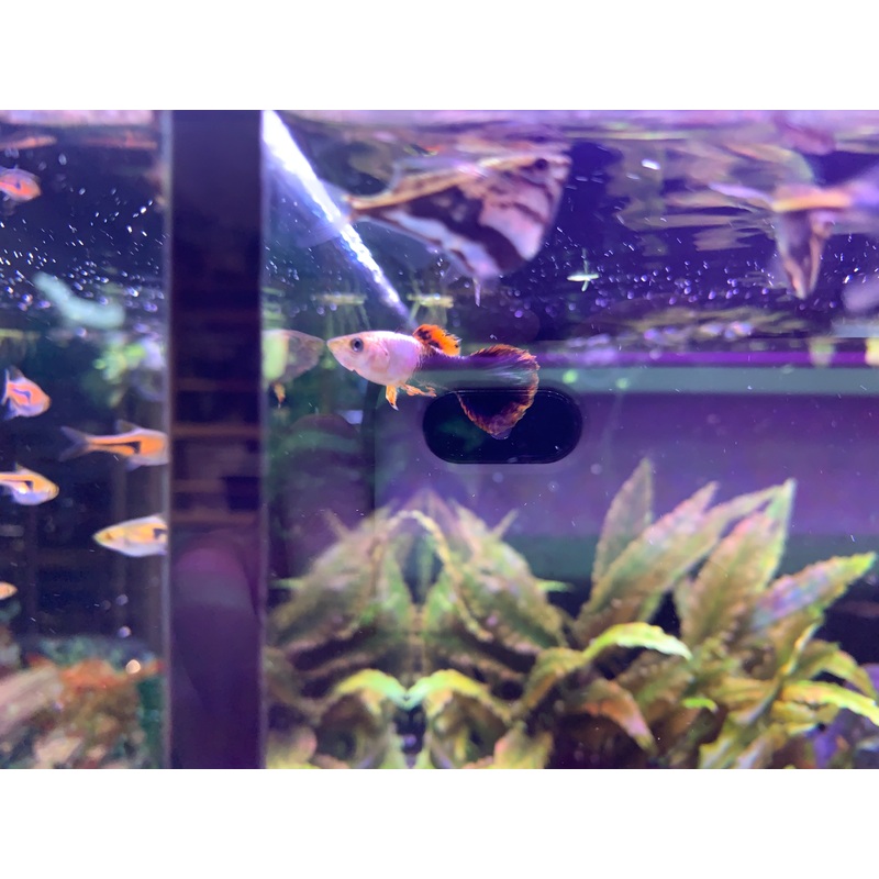 Pink Tuxedo Guppy