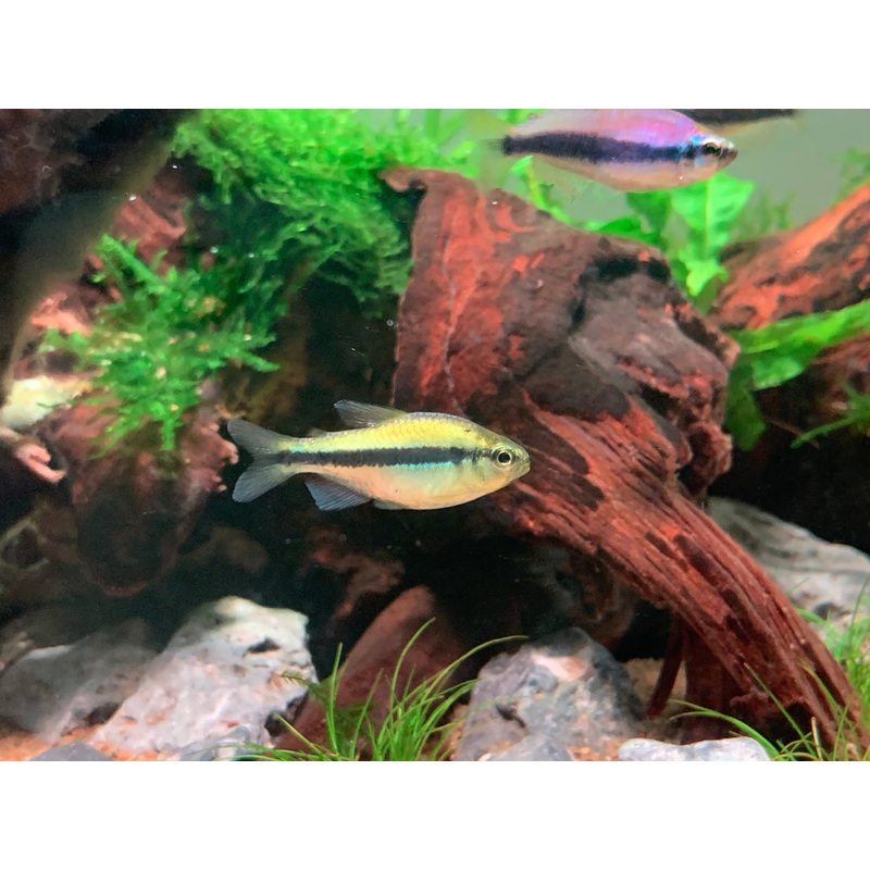 Platinum Blue Lapis Tetra