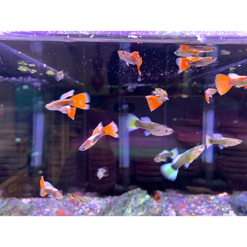 Platinum Sunset Guppy Pair