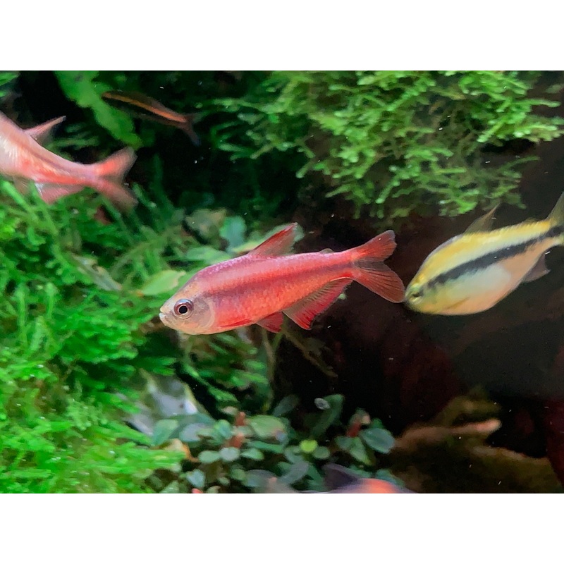 Red Devil Tetra