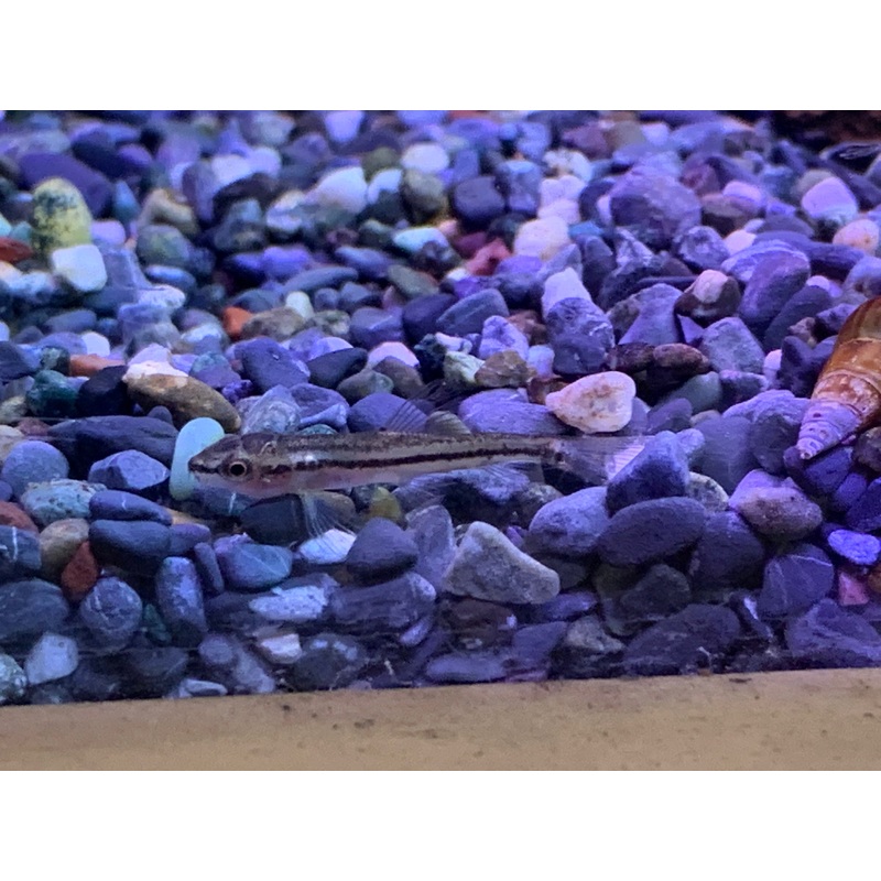 Rosy Loach
