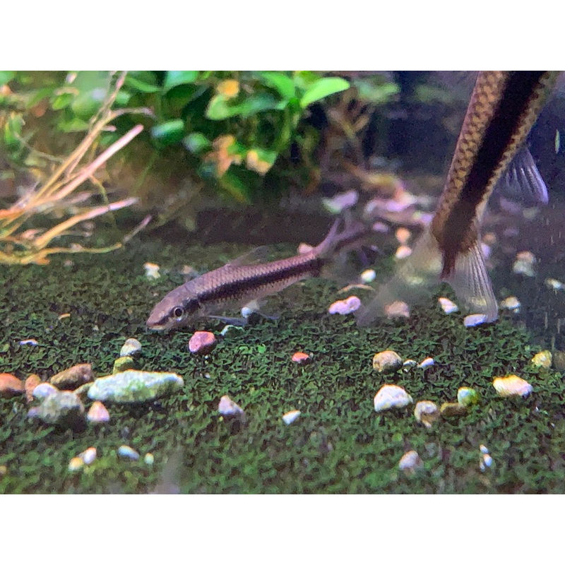 Siamese Algae Eater (SAE)