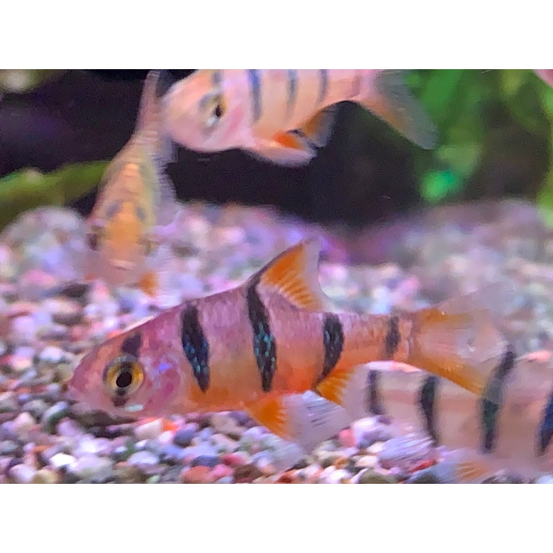 Sixth-Banded Barb