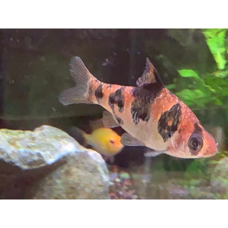 Snake Skin Barb