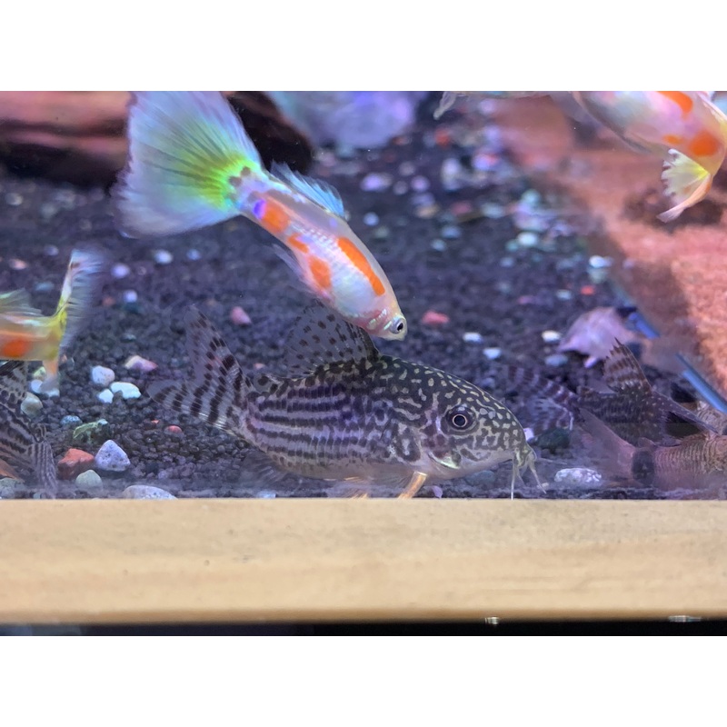 Sterbai Cory
