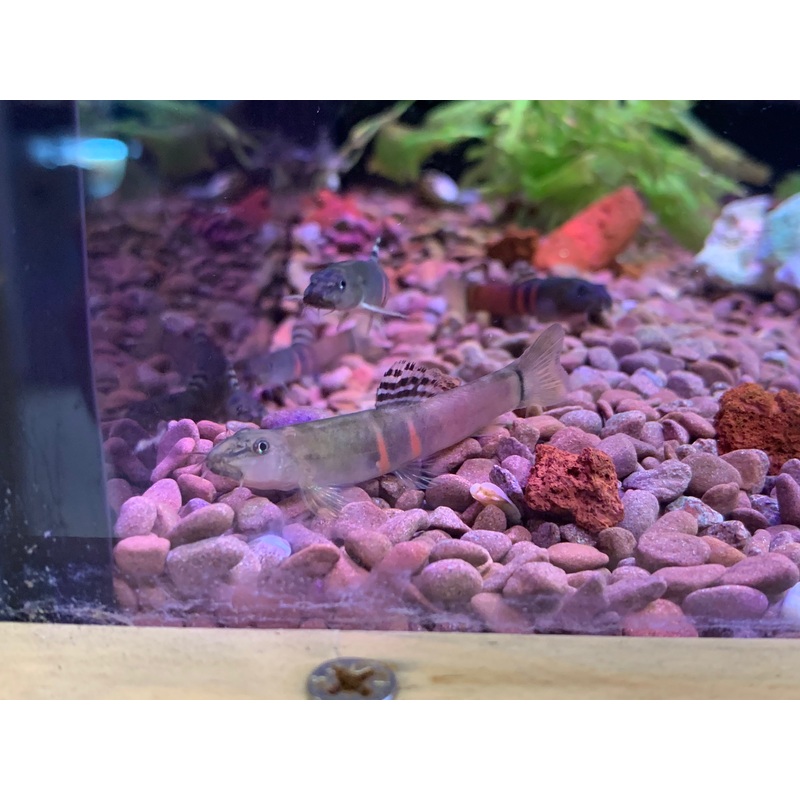 Sumo Loach