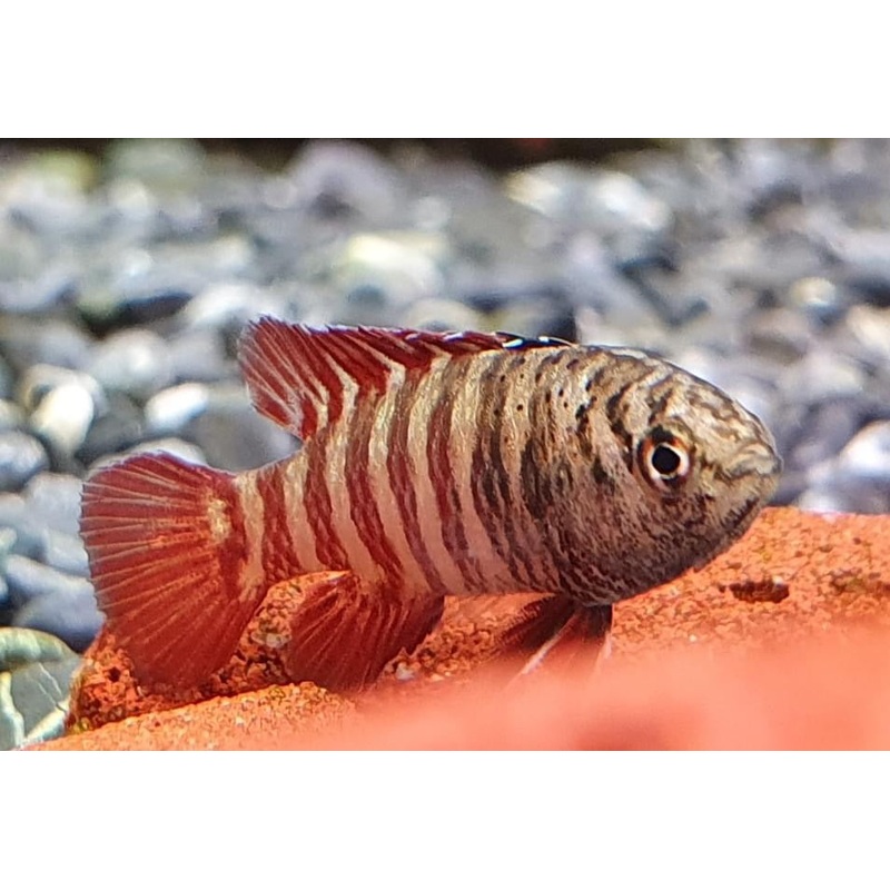 Tiger Badis