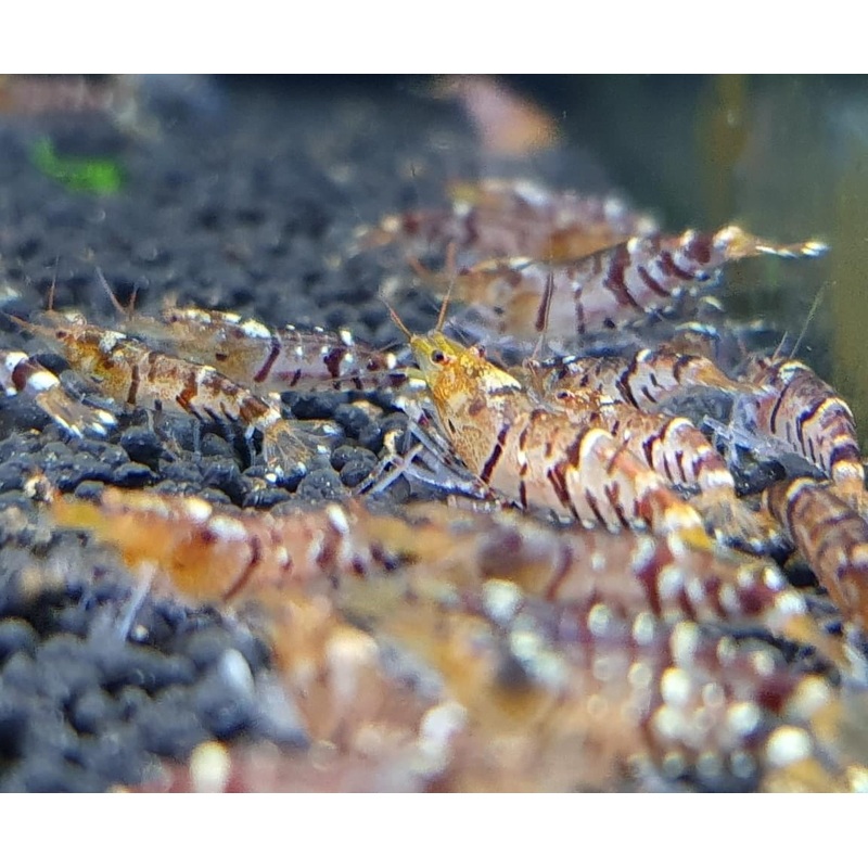 Tiger Shrimp