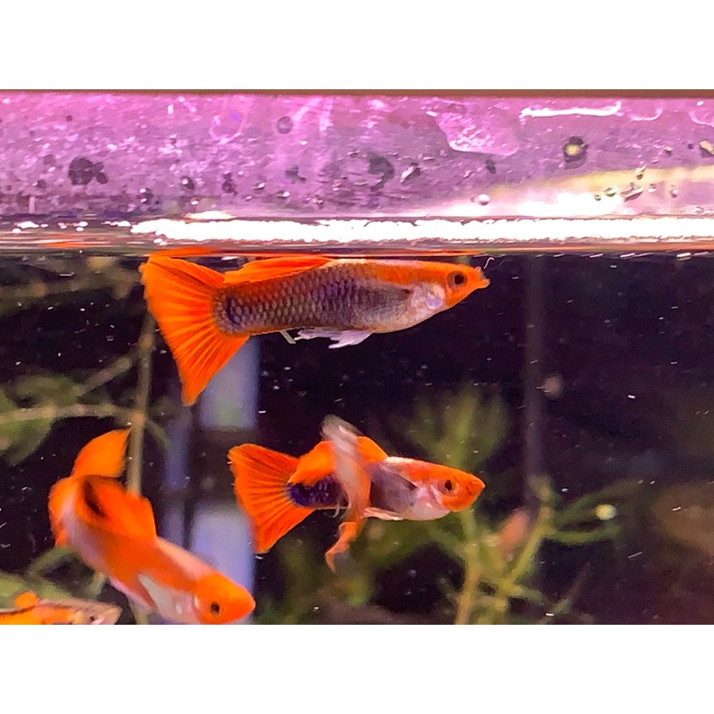 Tuxedo Koi Guppy Pair