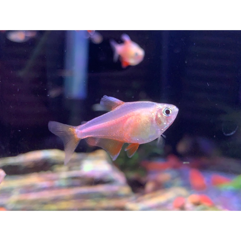 Von Rio Flame Tetra
