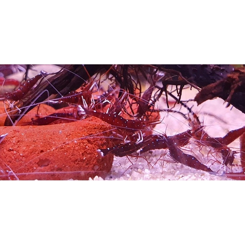 White Socks Sulawesi Shrimp