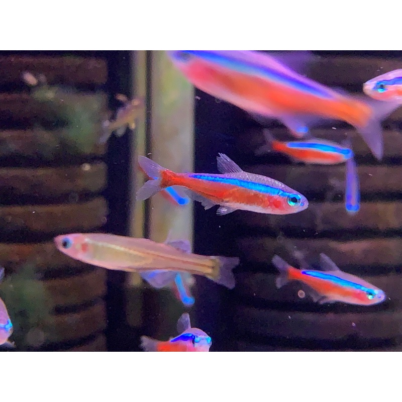 Wild Colombia Cardinal