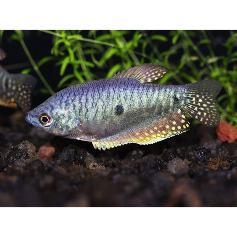 3 Spot Gourami