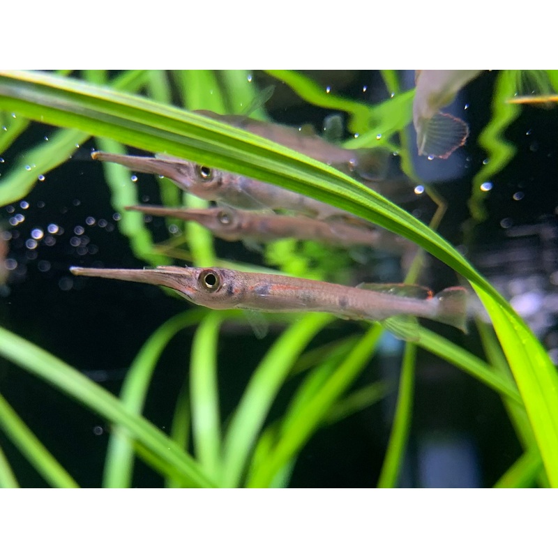 3 Spot Halfbeak