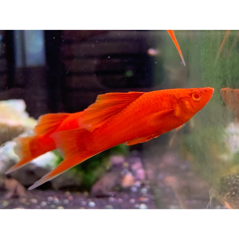 Albino Hifin Molly