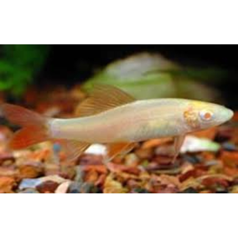 Albino Rainbow Shark