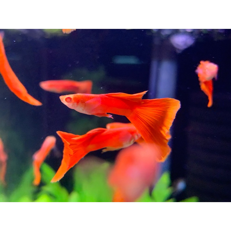 Albino Red Guppy (Male)