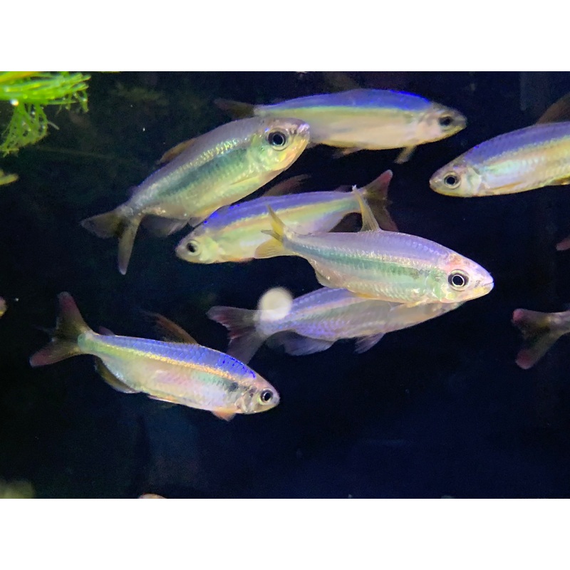Alestopetersius Brichardi Cherry Red Congo
