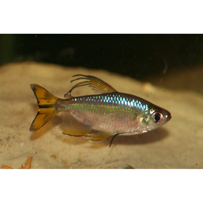 Alestopetersius caudalis (Yellow Congo Tetra)