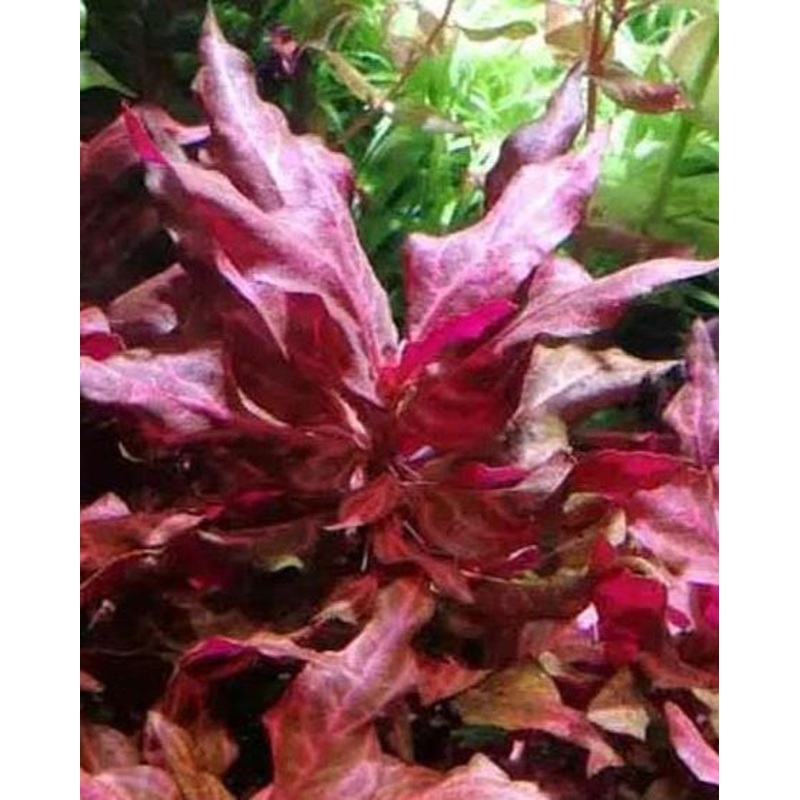 Alternanthera Reineckii Varigated