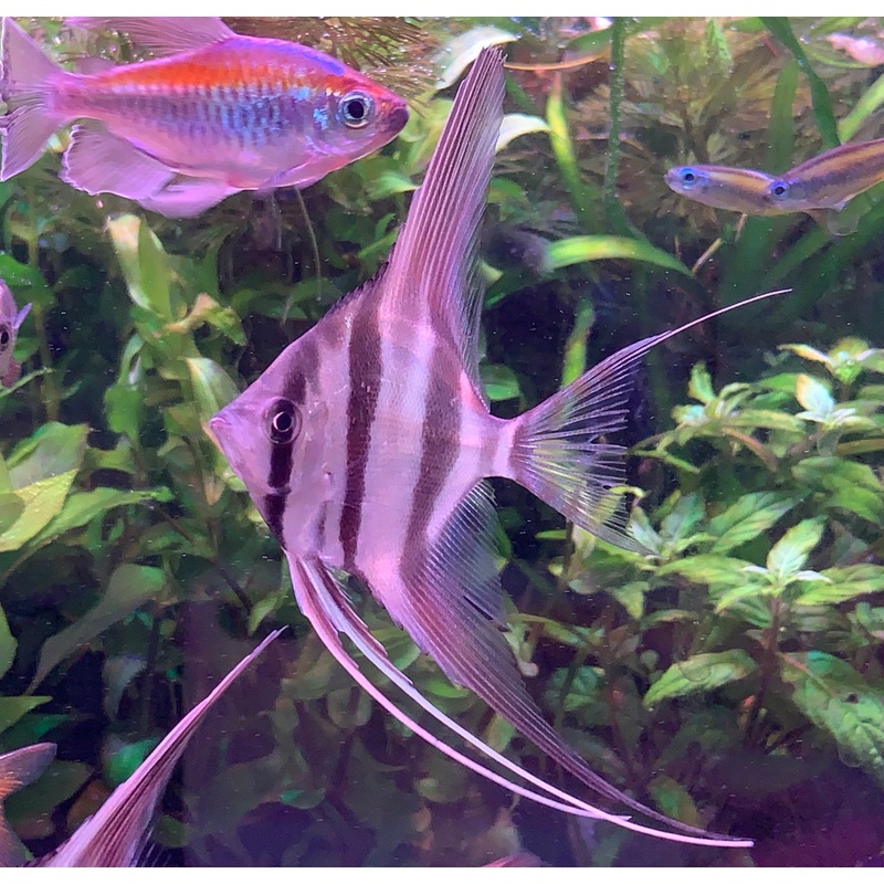 Altum Angelfish F1