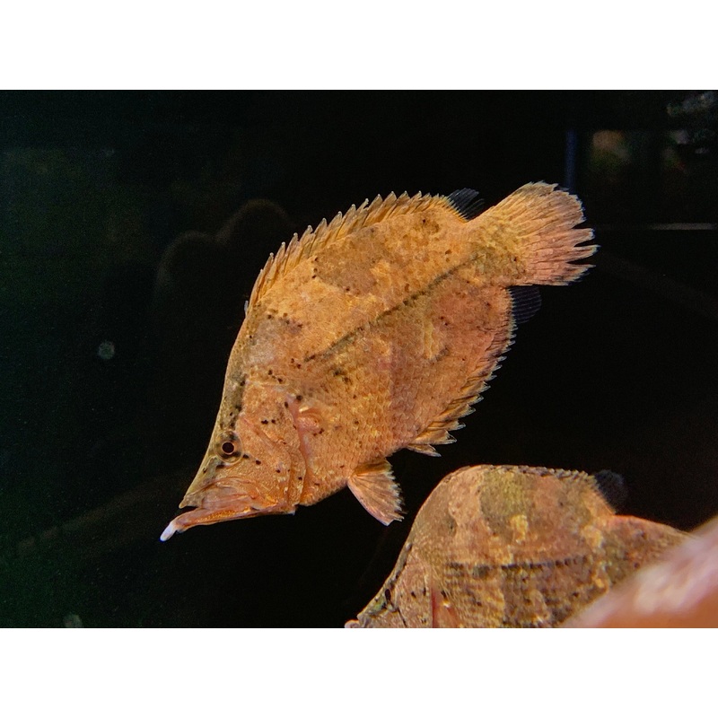 Amazon Leaf Fish