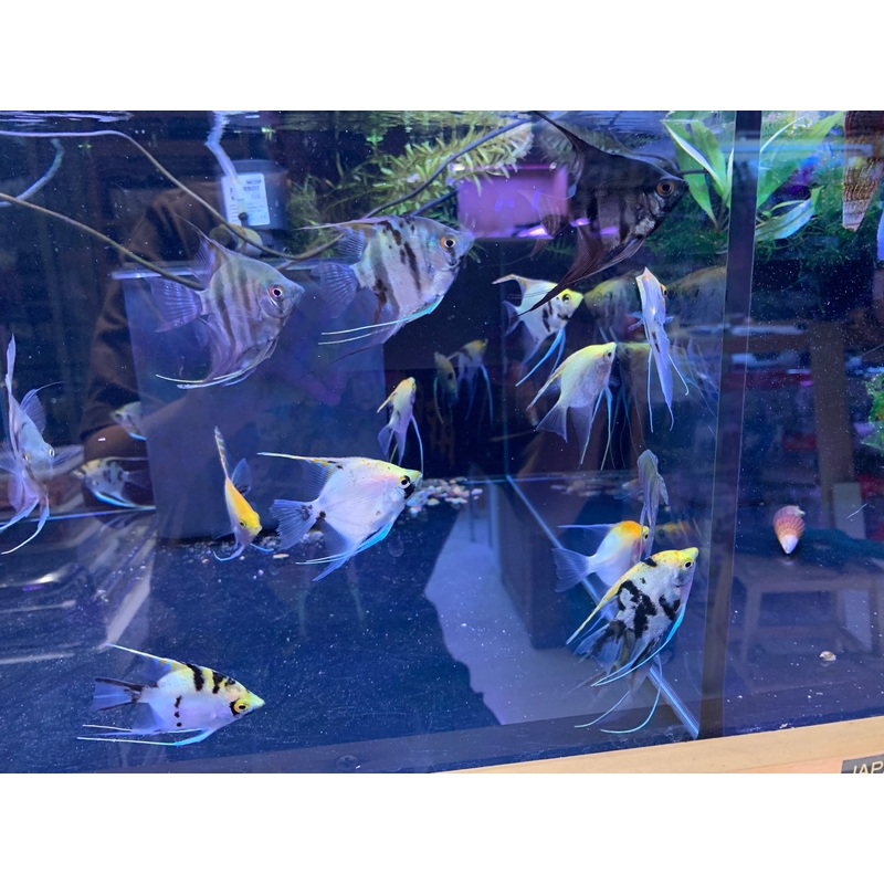 Assorted Angelfish