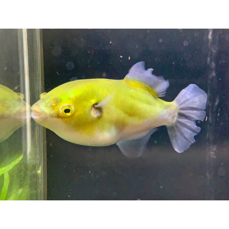 AVOCADO PUFFER FISH